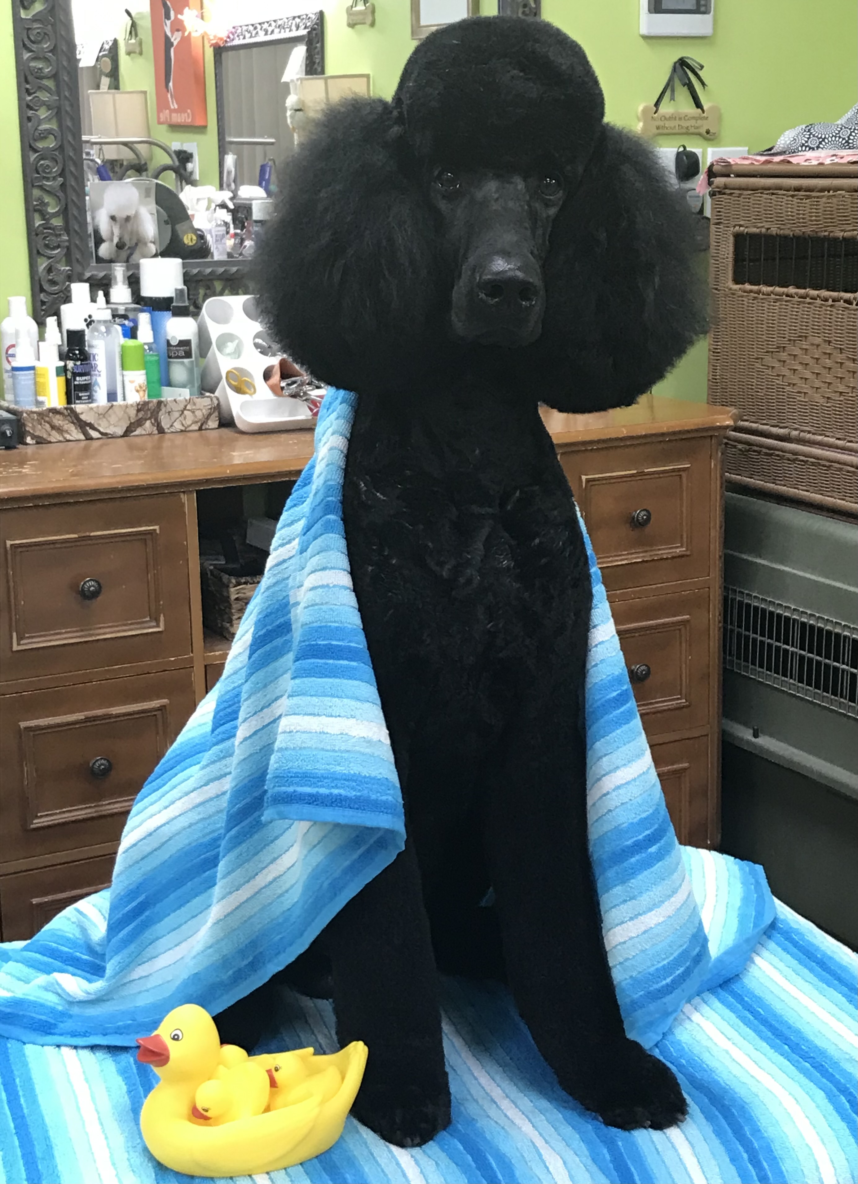Black Poodle in a Towel
