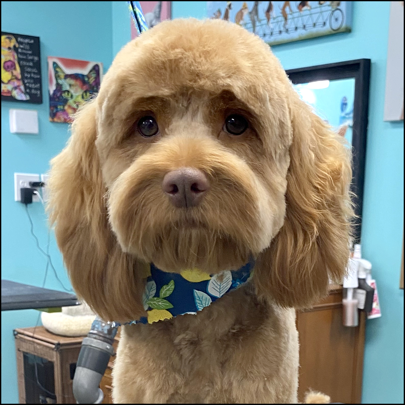 Poodle with Groomer